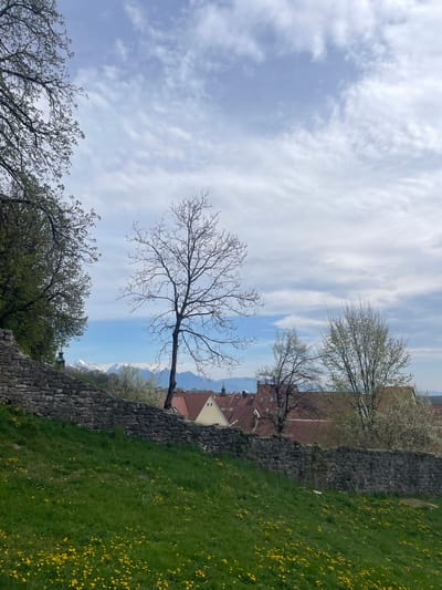 The image depicts a view of Škofja Loka, Slovenia, from an elevated position. A stone wall runs along the right side of the frame, with a grassy hillside covered in dandelions beyond it. Behind the wall are several buildings with red-tiled roofs and white walls. In the background, a mountain range with snow-capped peaks is visible on the horizon. Several trees are scattered throughout the scene, including one in the center that is bare of leaves, as well as trees closer to the bottom of the frame with green foliage. The sky is mostly cloudy, with patches of blue visible.