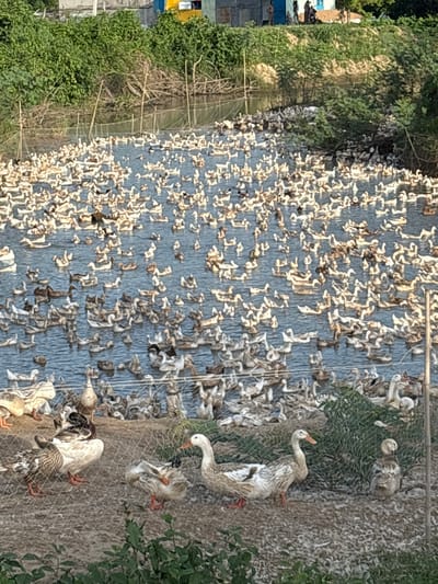 A large flock of ducks congregates in a shallow, muddy body of water, with some on the muddy bank behind a mesh fence. The water is partially obscured by the ducks, but appears to be a natural waterway or pond. Lush green vegetation lines the bank of the water. In the background, buildings with blue and yellow accents are visible, along with people standing near them. The scene suggests a rural or semi-rural setting, potentially a duck farm or a natural habitat for waterfowl. Based on the context provided, this scene is located in the city of Ham Thuan, Vietnam.
