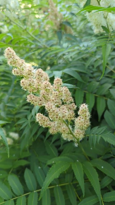 A close-up, vertical, eye-level, natural light photograph shows a flowering branch of a tree against a blurred background of green leaves. The branch extends from the left center towards the right center of the frame. It is laden with a dense cluster of small, creamy white flowers with reddish-brown centers. The flowers are arranged in a feathery, elongated plume. The leaves in the background are compound, serrated, and a deep green color. The overall impression is one of lush summer foliage. The scene appears to be a public green space, potentially a park or garden, in Terrebonne, Canada, given the context of the request. No people are visible.