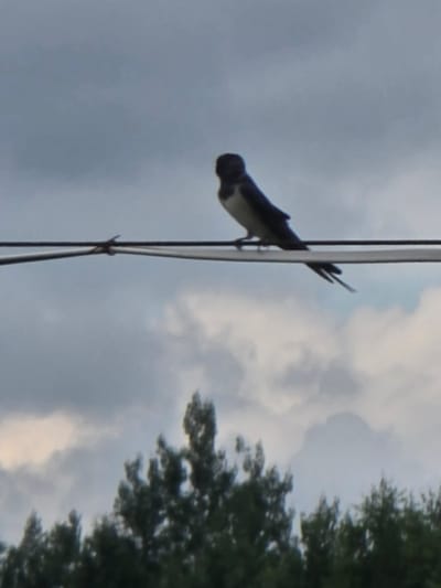 A single barn swallow is perched on a wire against a cloudy sky. The bird is silhouetted and facing left, with its wings folded. Below the wire, the tops of dark green trees are visible. The scene appears to be outdoors in an open area, possibly a park or rural setting, given the presence of trees and wires. The overall lighting suggests it is daytime, but overcast.