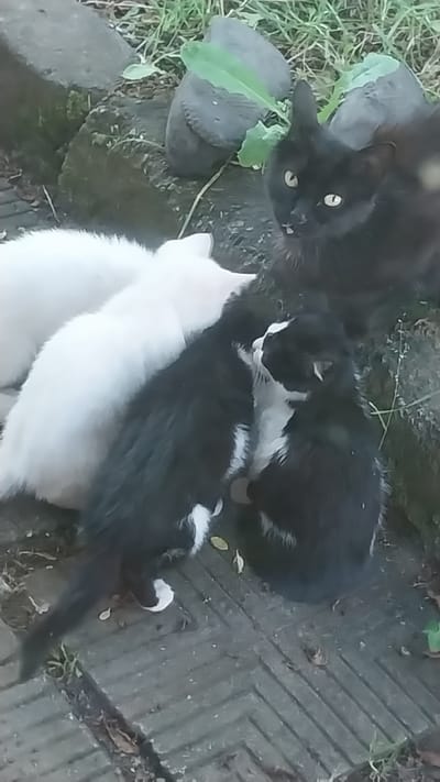 A group of cats is gathered on a patterned stone surface, possibly a patio or walkway, with some greenery and rocks in the background. The primary subjects are four cats: a solid black cat with green eyes, positioned at the top right, looking directly at the viewer. To its left and slightly in front, two white cats are huddled together, their backs to the camera. In the foreground and center, a black and white cat is nestled between the white cats and the black cat. The black and white cat has a white chest and a white blaze on its face. Another black and white cat is partially visible in the lower right quadrant, also with white markings. The cats appear to be interacting, possibly feeding or grooming. The environment suggests an outdoor setting, likely a residential or garden area. The time of day appears to be daylight, given the illumination. There is no indication of the specific location within the city of Bolu, Turkey, or any human presence.