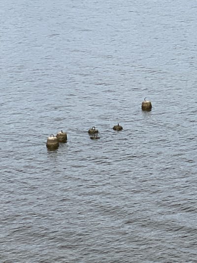 The image shows a body of water, likely a river or lake, with several cylindrical concrete objects, possibly mooring buoys, partially submerged and protruding from the surface. There are five such objects visible in a scattered formation across the frame. Three of the objects are closer to the left side of the image, while the other two are further to the right and slightly further back. Each object has a U-shaped metal handle or loop attached to its top. One of the buoys on the right has a dark, thin object arching upwards from its center, possibly a piece of debris or a thin branch. There appear to be two small birds perched on top of two separate buoys, one on the closest buoy on the left, and another on the furthest buoy on the right. The water is calm with a gentle ripple pattern covering the surface. The lighting suggests an overcast or diffused daylight condition. The overall scene is devoid of any identifiable structures or landmarks that would specifically indicate a location within the city of Leninsky, Russia, other than the presence of buoys which are common in bodies of water utilized for maritime or recreational purposes.