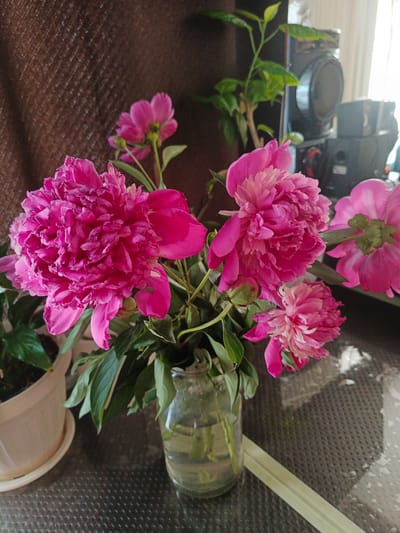 A bouquet of pink peonies is arranged in a glass jar on a patterned surface. To the left, a potted plant is visible. In the background, a speaker system and a plant are present. The image appears to be taken indoors, likely in Usolye-Sibirskoye, Russia, given the context of the prompt.