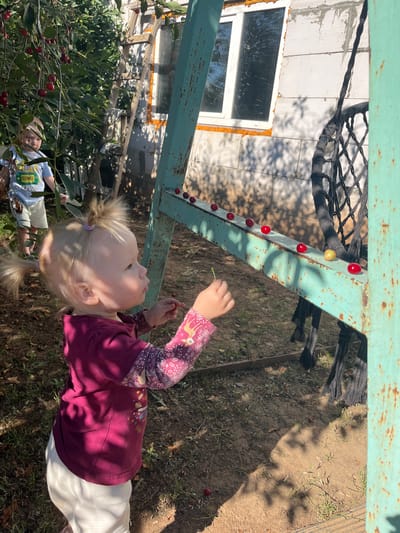 In this outdoor medium shot, a young blonde girl with two pigtails is held in a vertical orientation, gazing upwards. She wears a maroon long-sleeved shirt with a floral and animal print on the sleeves and a solid maroon torso. She is holding a thin green stem in her right hand. In the foreground, a large bush with many red cherries is visible. In the background, a rustic, pale green metal structure with visible rust streaks is present. A black rope net hangs from the structure. The ground is covered in dirt and dry grass. To the left, a white building with a window is partially visible. Another young child in a light blue shirt is visible in the lower left portion of the image, partially obscured by the bush. The scene appears to be set during the daytime under natural sunlight. The overall mood seems relaxed and playful, with a focus on the children and the cherry-picking activity.