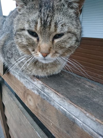 A close-up, low-angle shot depicts a grey tabby cat with a light pink nose and white whiskers. The cat is positioned between wooden boards, which appear weathered. Background elements include white paneling and a brown wooden surface. Location: Terezyne, Ukraine.
