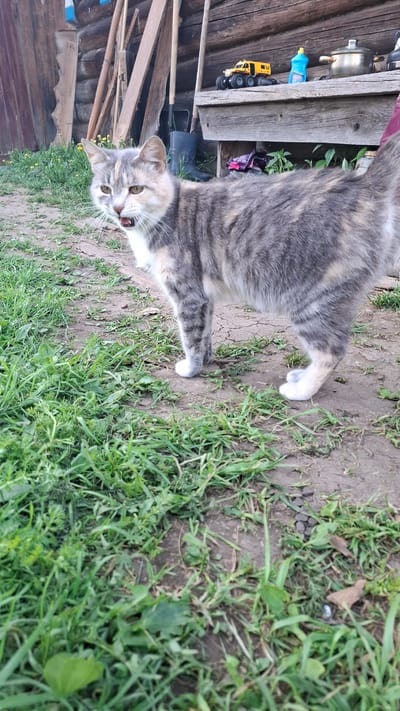 A gray and white cat lies on the ground near a patch of grass in Sheshurga, Russia. The cat is positioned in the lower left quadrant of the image. Behind the cat, on the left, are wooden structures, including a shed or house with various items hanging or placed on its side, such as a kettle, toy truck, and blue bottle. The ground near the cat is a mix of dirt and some sparse greenery. In the lower right quadrant, there is denser green grass. The sky is not visible.