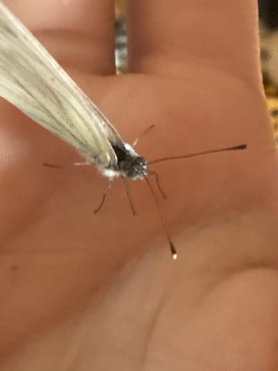 A close-up, overhead shot shows a white butterfly with delicate, veined wings resting on a human hand. The butterfly's body is dark and fuzzy, with two long antennae extended forward. The hand is a light-skinned, warm tone, with visible skin texture and creases. The background is a blurred mix of warm, earthy tones, suggesting an outdoor environment. There is no discernible location in the city of Baryshevo, Russia.