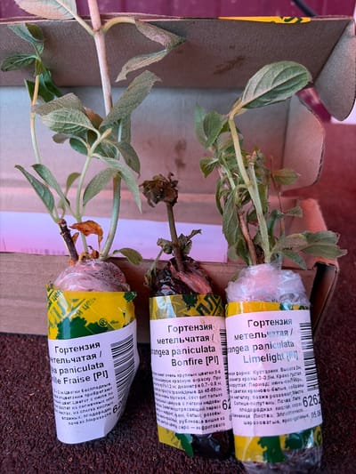 Three small hydrangea plants are displayed in a cardboard box. Each plant is packaged in plastic wrap around its roots, with a label attached. The labels are partially obscured but clearly indicate the plants are Hydrangea paniculata varieties: "Vanille Fraise [PI]", "Bonfire [PI]", and "Limelight [PI]". The plant on the left is labeled "Vanille Fraise [PI]", the middle plant is labeled "Bonfire [PI]", and the right plant is labeled "Limelight [PI]". The plants themselves appear to be young cuttings, with green leaves and some dried brown leaves on the stems. The cardboard box is open, showing the interior texture. The plants are positioned upright within the box, with their roots contained in the plastic packaging. The background appears to be a dark, textured surface, possibly ground or a table. The lighting suggests an indoor setting with artificial light, casting a purplish hue on parts of the image. There are no people visible in the image. The image does not provide any information to ascertain its location within the city of Субханкулово, Russia.