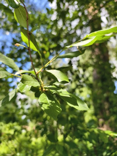 The image shows a close-up view of green leaves on a thin branch, with a blurred background of foliage and a hint of blue sky. The leaves are serrated along the edges and appear to be catching the sunlight, casting soft shadows. A small, light-colored bud is visible on the branch. The overall setting suggests an outdoor environment with lush vegetation. The image does not contain any people, actions, or interactions. There is no visible information to suggest a specific location within the city of Malaya Shil'na, Russia.