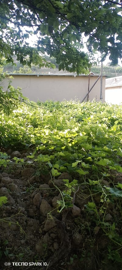 The image is a medium shot, taken outdoors, depicting a garden area. The foreground features dark, clumpy soil with green vines growing across it. The vines have multiple green leaves and thin, winding tendrils. In the midground, there is a dense field of the same green vines, bathed in sunlight which creates bright highlights on the leaves. Behind the vines, a light brown, stucco-covered building with a visible roofline runs horizontally across the frame. A thin, weathered wooden post leans against the building from the right. In the background, the landscape appears to be hilly and covered with vegetation, with parts of other buildings visible. The upper portion of the image is dominated by the dark green leaves and branches of a large tree, obscuring the sky and casting dappled shadows. The lighting suggests it is daytime, likely late afternoon due to the angle of the sunlight. The TECNO SPARK 10c watermark is present in the bottom left corner.