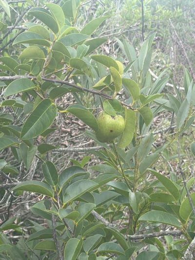 A medium shot captures a close-up view of a tree with green leaves and a single, greenish-yellow fruit hanging from a branch. The fruit is round and slightly bumpy, with a dark spot on its left side. The leaves are oval-shaped and have a glossy texture, with some exhibiting yellow-green edges. The branches are thin and woody, with a rough bark. In the background, the foliage of other plants is visible, creating a dense, natural environment. The overall scene suggests a natural setting, possibly a garden or a wild area.