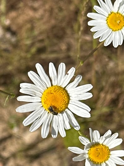 This is a close-up, vertical, eye-level shot of three daisies in Dubrovitsy, Russia. The foreground daisy is centered, facing left, with a bee resting on its yellow center. The second daisy is in the upper right quadrant, also facing left. The third daisy is in the lower right quadrant, partially cropped and facing upwards. The daisies have white petals and yellow centers. The background is a blurred mix of brown and green, likely dried grass and other vegetation, suggesting an outdoor, natural setting.