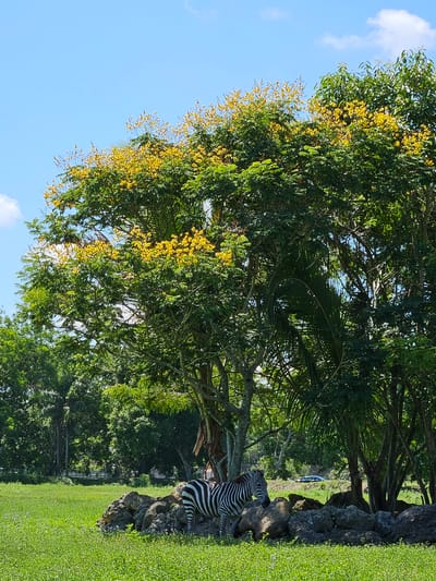 In this image, a striped zebra statue is seated on a cluster of rocks at the edge of a vibrant green lawn. The zebra's black and white stripes are clearly visible, and it appears to be looking to its left. Behind the zebra, a large tree with lush green foliage and clusters of small yellow flowers dominates the scene. The tree's branches spread out, creating a canopy that casts shadows on the ground. Beyond the tree, a variety of other trees and vegetation are visible, forming a dense forest in the background. The sky above is a clear blue with a few scattered white clouds. The sun appears to be shining brightly, indicating it is daytime. The overall setting suggests an outdoor environment, possibly a park, zoo, or botanical garden. There is no visible text in the image.