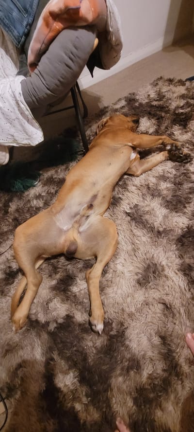A light brown dog is lying on its back on a fluffy, brown and cream rug. The dog's belly is exposed, revealing its reproductive organs. The dog's paws are splayed out, and its head is turned away from the camera. In the background, a person's legs are visible, clad in jeans and wearing a grey sock. A chair with a red and white checkered pillow is also present. A white blanket is draped over the chair. A dark green object, possibly a toy or a brush, lies on the rug to the left of the dog. The scene appears to be indoors, likely a living room. The specific location in South Holland, United Kingdom, cannot be determined from the image.