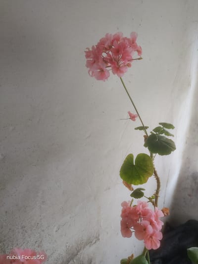 This is a medium shot, eye-level, vertical photograph of a blooming pink geranium plant against a textured, off-white wall. The plant is the primary subject, with clusters of delicate pink flowers and large green leaves. The flowers are clustered at the top and bottom of the visible plant stalk, which is thin and brown. The leaves are broad and lobed, some showing signs of yellowing. The wall behind the plant is uneven and appears to be made of stucco or plaster, with subtle shadows and highlights indicating a light source from the right. The bottom left corner of the image contains a watermark that reads "nubia Focus 5G." The scene is likely an indoor setting or a sheltered outdoor space, such as a balcony or patio, in Sestrynivka, Ukraine. There are no people or animals visible in the frame.