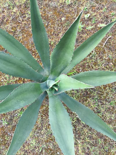 This is a top-down, close-up shot of a large agave plant. The plant has thick, fleshy, green leaves that fan out from a central rosette. The edges of the leaves are serrated with small, reddish-brown thorns. The plant is set against a background of dry, brown soil with sparse patches of green grass and some small weeds. The lighting suggests it might be daytime, possibly overcast as there are no strong shadows. The image does not depict any people or text. The location context of Baghlan, Abkhazia is provided, but no specific visual cues within the image directly confirm this location.
