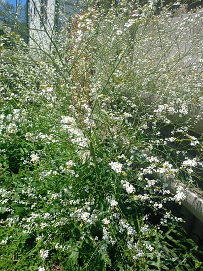 The image captures a vibrant outdoor scene in Koghb, Armenia, dominated by a dense, flowering plant under bright daylight. The central subject is a profusion of small, four-petaled white flowers, clustered along numerous slender, branching green stems. Many yellowish-green flower buds are also visible, indicating a prolific bloom. The plant appears robust and fills a significant portion of the frame, with other green foliage visible at its base and in the lower sections of the image.
In the blurred background, hints of man-made structures are discernible. To the upper left, a light-colored building, possibly white or pale grey, with subtle vertical lines, is visible against a clear blue sky. To the right, a muted grey concrete structure, perhaps a wall or planter, is present.
The strong, natural lighting suggests a sunny day, likely mid-morning or early afternoon, given the clear highlights and shadows. No specific activity is taking place, and no text is visible within the frame. The scene evokes a sense of natural growth and a peaceful, bright environment.