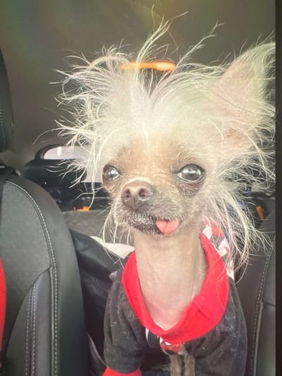 A small, light-colored dog, resembling a Chinese Crested breed, is the central subject of this image. The dog has a largely hairless body with prominent, long, wispy white hair around its head, ears, and part of its face, creating a wild, almost windswept appearance. It is wearing a two-toned garment, predominantly red around the neck and chest, transitioning to black further down its body.
The dog is looking directly up at the camera with large, dark, reflective eyes, and its tongue is slightly protruding from its mouth, giving it a curious or playful expression. Its head is tilted, enhancing its engaging gaze.
The setting appears to be the interior of a vehicle, likely a car. Black leather seats with distinctive white stitching are visible in the background and foreground, suggesting an upholstered car interior. The lighting indicates it is daytime, but no specific time or weather conditions are discernible. There is no visible text in the image. The overall scene captures a charming and expressive pet within a vehicle context.
