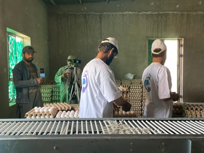 The image depicts an indoor egg packaging facility in Shuyene Vosta, Afghanistan. Four adult males are present within the unpainted concrete structure, which features light grey walls with darker vertical streaks, a rectangular window on the left, and an open doorway on the right providing bright illumination.
On the left side of the frame, a man with a beard, wearing a dark baseball cap, a striped shirt, and a denim jacket, holds a blue and white microphone with "SJN" and some Farsi/Dari script visible, facing forward. Behind him, a tall stack of brown cardboard egg trays is visible. In the mid-ground, a second man, also bearded, dressed in light-colored traditional attire and a cap, operates a video camera mounted on a black tripod, aimed towards the center-right.
In the foreground and mid-ground, two additional men are positioned around a grey metal conveyor belt system equipped with white rollers. Both wear white short-sleeved t-shirts displaying a blue and white circular logo on the back and white baseball caps. The man closer to the center is leaning over the conveyor, actively handling white eggs within brown cardboard trays. The second worker, partially visible on the far right, also faces the conveyor and the open doorway, engaging with eggs or trays. Multiple white eggs are visible arranged in cardboard trays on the conveyor and in numerous stacked trays in the background.
