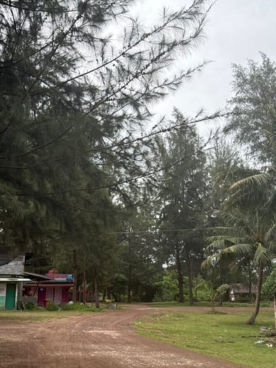 This is a vertical, eye-level, medium shot of a dirt road winding through a semi-tropical environment. The road is unpaved and appears to be made of reddish-brown dirt. It is bordered on the left by a patch of green grass and on the right by more grass and a cluster of trees. In the background, there are dense trees, some of which are tall and slender, and others are shorter and bushier. A palm tree is visible on the right side of the image.
On the left side of the image, there is a small building complex that appears to be a restaurant or shop. It has a green section with a door and a pink section with a sign that says "HABIBI SEAFOOD." There are some tables and chairs visible in front of the pink building.
The sky is overcast and appears to be a light gray color. The overall impression of the scene is one of a rural or coastal area, possibly a tourist spot. The image appears to have been taken during the day.