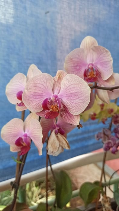 Pink and white orchids are arranged in a cluster against a blurred blue background. The flowers display intricate patterns on their petals, with darker pink accents at the center. Leaves and other blossoms, including yellow and purple varieties, add depth to the composition. The image has a shallow depth of field, blurring the background and foreground.