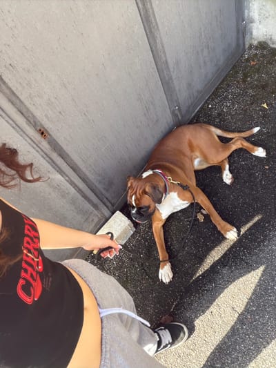 The image, taken from a first-person perspective, shows a brown and white Boxer dog lying on its back on a dark asphalt surface, next to a gray concrete surface. The dog is wearing a collar with a red accent. A black leash is attached to the collar, held by a person visible from the waist down. The person is wearing a black shirt with red lettering and light gray sweatpants, along with black sneakers with white shoelaces. Sunlight is casting shadows across the asphalt surface. The location is Lissone, Italy.