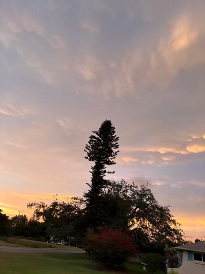 A suburban neighborhood in South Venice, Florida, USA is depicted at sunset. The sky, colored in hues of orange, pink, and purple, is filled with distinct, bulbous clouds. Silhouetted against the sky are tall trees, including a prominent evergreen conifer in the center and a large, sprawling oak tree to its right. In the foreground, a well-manicured lawn leads to a paved road that curves through the scene. A residential building with light-colored siding and a visible window with turquoise shutters is situated on the right side of the frame. Red flowers bloom in a shrubbery area to the left of the house. No people are visible in the image.