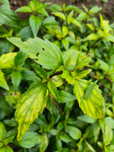 The image displays a close-up view of dense plant foliage in Inawi, Papua New Guinea. The scene is dominated by multiple broad, ovate leaves in various shades of green, ranging from vibrant to yellowish-green. A prominent leaf in the upper-left foreground exhibits two distinct, irregular perforations and additional minor damage along its edges. Another leaf, located to the right of the central focus, supports a small, slender, pale green insect, approximately 1-2 cm in length, identified as a possible grasshopper nymph, positioned vertically on its surface. The surrounding leaves are in soft focus, contributing to a lush, green background. Evidence of herbivory is apparent on several leaves, indicating natural ecological interactions within the plant environment.
