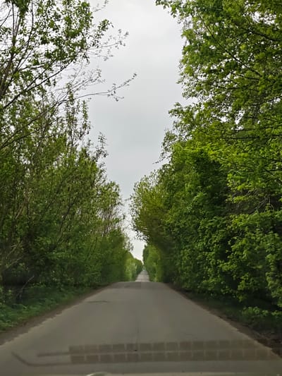 A paved road stretches into the distance, framed by dense rows of green trees on both sides. The sky is overcast, creating a muted light. The location is Zhornyshche, Ukraine. No people or animals are visible. The road appears to be straight, with a slight upward slope leading to a vanishing point where the trees converge. The overall impression is a quiet, rural road surrounded by nature. A reflection of patterned brick is seen in the bottom of the frame.