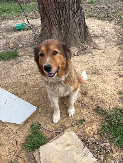A medium-to-large domestic dog is seated centrally in an outdoor setting within Прахали, Bulgaria. The dog exhibits a tricolor coat, predominantly brown on its back and head, with tan/cream fur on its chest, belly, and legs, and a white blaze on its muzzle. Its mouth is open, revealing its tongue, and its dark eyes are directed forward. A heavy metal chain extends from the dog's neck towards the upper left background, suggesting it is tethered.

The ground consists of dry, cracked earth with sparse patches of green grass. In the upper right background, the textured bark of a large tree trunk is visible. A light green plastic bowl rests on the ground in the upper left background. In the lower left foreground, two irregularly shaped pieces of wood or debris are present: one light grey/white, and another natural wood tone. The scene is illuminated by natural daylight.