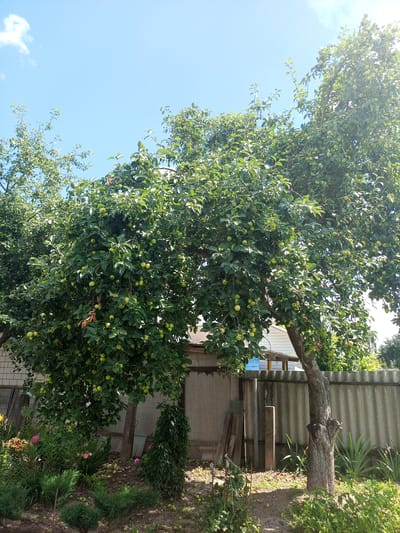 An outdoor scene in the village of Khalch, Belarus features a large, mature apple tree laden with green fruit. The tree's branches spread wide, with some fruit visible even on the ground below. In the background, a corrugated metal fence runs horizontally across the image, with a section of brick wall to the left. The ground is covered in dirt and sparse vegetation, with fallen apples scattered throughout. Sunlight filters through the leaves, creating dappled shadows. The sky above is a clear blue with a few wispy clouds.