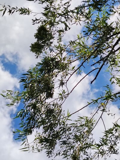 The image is a low-angle shot looking up through the branches and leaves of a tree towards a blue sky with scattered white clouds. The leaves are predominantly green and appear to be from a deciduous tree, possibly a willow due to their elongated shape and drooping nature. Some of the branches are bare, while others are laden with foliage. Sunlight filters through the leaves, creating highlights and shadows. The overall impression is one of a natural outdoor scene, likely during the daytime, with pleasant weather conditions. No people, specific objects, or text are visible in the image. The orientation of the image is rotated, as indicated by the composition. The setting appears to be outdoors, consistent with the Bilyaivka, Ukraine location context.