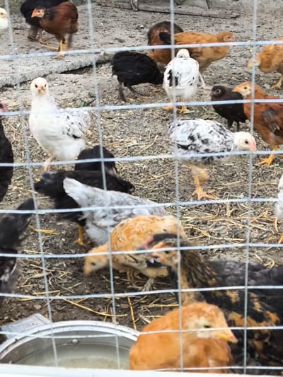 A group of young chickens, likely less than a few weeks old, are clustered in an outdoor enclosure. The chickens are of various colors, including white with black speckles, solid white, black, and brown. Some are standing, while others are pecking at the ground or near a metal feeder. The ground is covered with dirt, straw, and small stones. A wire fence runs across the foreground, partially obscuring the view of the chickens. The background shows more dirt and what appears to be a wooden structure. The scene is likely from a farm or backyard in Yuzhno-Sukhokumsk, Russia.