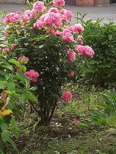 The image depicts a close-up view of a vibrant pink rose bush in bloom, set against a backdrop of lush green foliage and a paved area. The roses are densely clustered on the bush, with numerous individual flowers in various stages of opening, displaying delicate petals in shades of pink. The leaves of the rose bush are a deep green, providing a stark contrast to the flowers.
To the right of the rose bush, a dense clump of large, dark green leaves can be seen. These appear to be from a different plant, possibly peonies, given their size and shape. The ground beneath and around the plants is covered with dark soil, interspersed with patches of green grass and smaller, lighter green vegetation.
In the upper background, a paved surface, likely a sidewalk or driveway, is visible. Behind the pavement, a section of a brick wall constructed with reddish-brown bricks can be observed. The lighting suggests it is daytime, with soft light illuminating the scene. There are no people or animals present in the image. The overall impression is one of a well-maintained garden or a floral display in an urban setting.