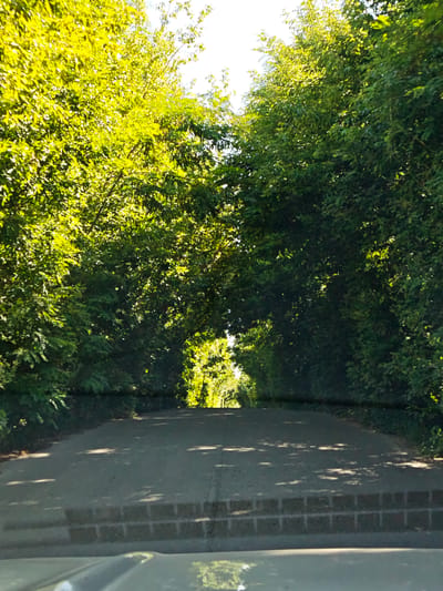 The image shows a road lined with dense green trees, forming a natural tunnel over the asphalt. The sun is shining brightly, casting dappled shadows on the road surface. The scene appears to be in a rural or suburban area, possibly Zhornyshche, Ukraine, given the context. There are no people or vehicles visible in the image, only the road and the surrounding lush vegetation. The road itself has a slight incline and a visible brick border in the foreground. The trees are full of leaves, indicating a warm season, likely summer.