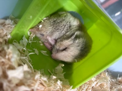 A very young, fluffy hamster is curled up asleep inside a bright green plastic feeding dish. The dish is filled with light-colored wood shavings, and the hamster is nestled comfortably within them. The hamster's eyes are closed, and its tiny paws are tucked beneath its body. Its fur is a mix of gray and light brown. The scene appears to be indoors, likely in a pet owner's home. There is no indication of the location being in the city of Ушаки, Russia, or any specific city for that matter.