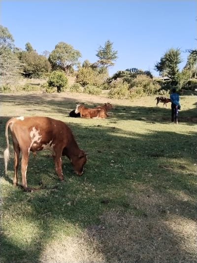 The scene depicts a pastoral landscape in Sergoit ward, Kenya, under a clear blue sky with bright sunlight casting shadows. In the foreground, a brown and white cow with short horns grazes on green grass, its head lowered. In the midground to the left, two predominantly brown cows, one with white markings on its head and shoulder, are resting on the ground. A third darker animal is partially obscured behind them. Further in the mid-background to the right, a person is standing with their back to the viewer, wearing a blue plaid shirt and dark trousers, observing a small brown cow or calf that stands nearby. The background features undulating terrain covered with a mix of mature trees, including coniferous and deciduous types, and dense green shrubbery.