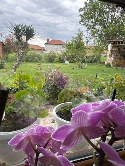 The image shows a view from inside a building, possibly a house, overlooking a garden and neighboring buildings. In the foreground, there are potted orchids with light purple and white striped petals. The garden is visible through the window, featuring a green lawn, various plants, trees, and garden lights. In the background, there are houses with red tile roofs under a cloudy sky. The location is likely Rogozinovo, Bulgaria. There are garden chairs and tables, suggesting an outdoor seating area.