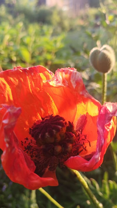 In a garden in Pavino, Russia, a close-up shot focuses on an opened red poppy flower bathed in warm sunlight. The flower's delicate petals, tinged with orange and pink hues, are translucent, revealing water droplets clinging to their surface. The dark, textured center of the poppy is surrounded by delicate black stamens. To the right, a fuzzy, unopened poppy bud stands tall on a green stem. The background is a blur of green foliage, suggesting a natural, outdoor setting. The lighting creates a soft, ethereal glow, highlighting the intricate details of the poppy.