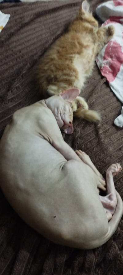 The image shows two cats sleeping on a brown, textured blanket. In the foreground, a hairless cat, likely a Sphynx, is curled up on its side, its body light-colored and wrinkled. The cat's eyes are closed, and its head is resting on its body. Behind the hairless cat, an orange tabby cat is also sleeping, its body partially visible and covered in soft fur. The tabby cat appears to be lying on its back or side. The blanket has a ribbed pattern. The setting is an indoor environment, possibly a bed or sofa, with a piece of fabric with a red and white pattern visible in the upper right corner. There is no discernible indication of the location being in the city of Покосное, Russia.