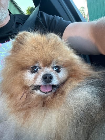 The image shows a close-up of a Pomeranian dog with its tongue slightly out, resting its head on a person's lap inside a vehicle. The dog has fluffy light brown and white fur. A person's arm and shoulder, wearing a black t-shirt, are visible in the background, as is a seatbelt. The environment appears to be the interior of a car, possibly in or near the city of Kamyshovka, Russia, as indicated by an external green building and foliage visible through the car window. The lighting suggests it is daytime.
