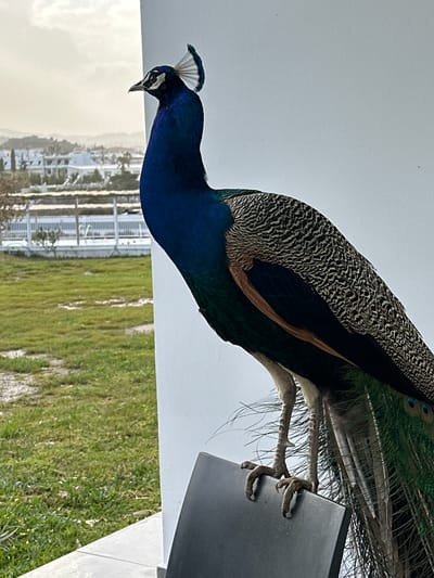 A peacock stands on a grey surface, seemingly a ledge or piece of furniture, with its legs and feet visible. The peacock's head and neck are deep blue, transitioning to a mottled black and tan pattern on its back. It has a fan of feathers extending behind it, displaying some of its characteristic eye-spots.
The background features a green grassy area, and what appears to be a collection of white buildings or structures, possibly a resort or residential area. A light-colored sky is visible in the distance.
Based on the location provided, the scene is likely in or near Faliraki, Greece, known for its tourist resorts and beaches. The combination of a peacock in a somewhat urban environment suggests a setting where the bird is accustomed to human presence.