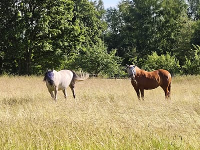 Two horses stand in a sun-drenched grassy field. The horse on the left is a pale grey and wears a blue fly mask. Its tail is fanned out behind it. The horse on the right is a reddish-brown and also wears a fly mask. It appears to be grazing, with a piece of grass in its mouth. Both horses are facing slightly towards the camera.

The field is covered in tall, dry, golden grass, suggesting a warm, sunny day. Behind the field, a dense line of lush green trees forms a backdrop, with some lighter green foliage visible in the mid-ground. The sky is a pale blue, hinting at a clear day. The scene evokes a sense of peacefulness and nature. There is no visible text in the image. The location context is Slaka, Sweden.