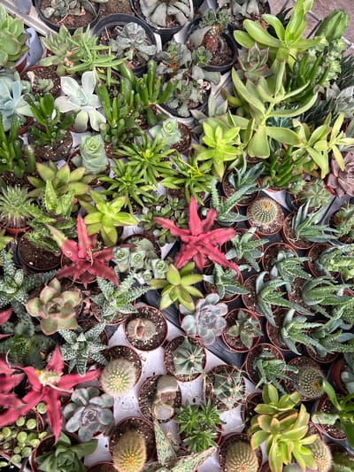 The image shows a high-angle view of numerous potted succulents and cacti displayed closely together. The plants vary in size, shape, and color, ranging from green and gray to red. They are arranged in small terracotta-colored pots. The succulents include rosette-shaped varieties, spiky aloes, and plump, rounded types. Small cacti are also present, some with visible spines. The plants appear to be on a white surface, possibly a display table or shelf, and seem to be located in the city of Zvulun Regional Council, Israel.