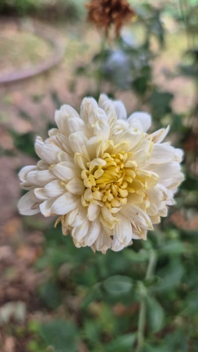 A white and yellow chrysanthemum flower is in focus in the foreground. The background is blurred, showing green foliage and some brown and tan elements, possibly other plants or the ground. The image appears to be taken outdoors. There are no people or any other discernible objects or actions present. The location in Doirentsi, Bulgaria cannot be determined from the image.