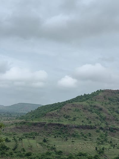 The image depicts a panoramic view of a lush green hilly landscape in Mohegaon, India. The sky is overcast with dramatic, heavy clouds. In the foreground, the terrain is cultivated with rows of young trees, possibly part of an agricultural field. Further back, a large herd of sheep or goats grazes on a sloped pasture. The middle ground is dominated by a steep, verdant hillside covered in dense vegetation and scattered trees, with a rocky escarpment running horizontally across its face. The background features rolling hills that fade into the distance under the cloudy sky. The overall impression is one of natural beauty and rural tranquility.