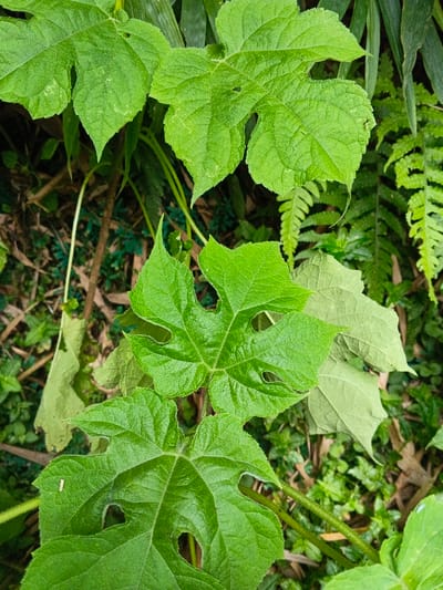 The image depicts a close-up of dense green foliage, situated in Soibada, East Timor. Prominent in the foreground are several large, bright green leaves, deeply lobed with serrated edges, some exhibiting irregular natural perforations. Their surfaces appear varied, with areas of gloss. The background, intentionally out of focus, reveals additional green vegetation, including discernible fern fronds and other indistinct plant matter, consistent with an overgrown, natural environment. No human subjects, animals, or artificial objects are present within the frame.