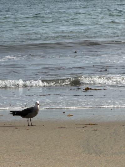 A seagull stands on a sandy beach in Laguna Beach, California, United States of America, facing left. The bird has white, grey, and black plumage, with a red mark on its beak. The ocean is in the background with gentle waves and scattered seaweed. The tide is low, revealing a wet sand line and some dry sand in the foreground. The lighting suggests it is daytime, possibly late afternoon or early morning due to the soft light.