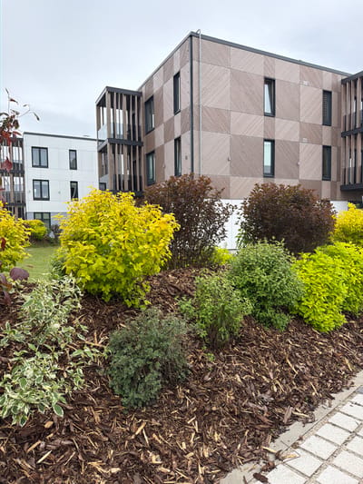 The image shows a modern building in Piņķi, Latvia, with a distinctive facade of light brown, diagonally patterned panels and dark-framed windows. The base of the building is white with matching dark-framed windows. A raised garden bed runs along the side, filled with various bushes and plants, including bright yellow, dark red, green, and variegated white and green foliage. The soil is covered with wood chips. A paved walkway borders the garden bed. The sky appears overcast.