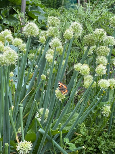This image showcases a close-up view of a garden setting in Kuybyshev, Russia. The primary subjects are the blooming flowers of an onion plant, characterized by their spherical, delicate white florets with yellow stamens. These are interspersed with the plant's long, green, stalk-like leaves. A small butterfly, with distinctive orange and black markings, is perched on one of the onion flower heads, adding a touch of wildlife to the scene. The background is filled with more greenery, including other plants and foliage, suggesting a lush and overgrown garden environment. A wooden fence or barrier is partially visible on the left side of the image, providing a subtle cue to the location's agricultural or domestic context. The lighting suggests it is daytime, with no specific weather conditions being particularly evident. The overall impression is one of natural beauty and the quiet activity of a garden. No visible text is present in the image.